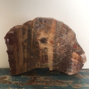 Beautiful piece of petrified wood